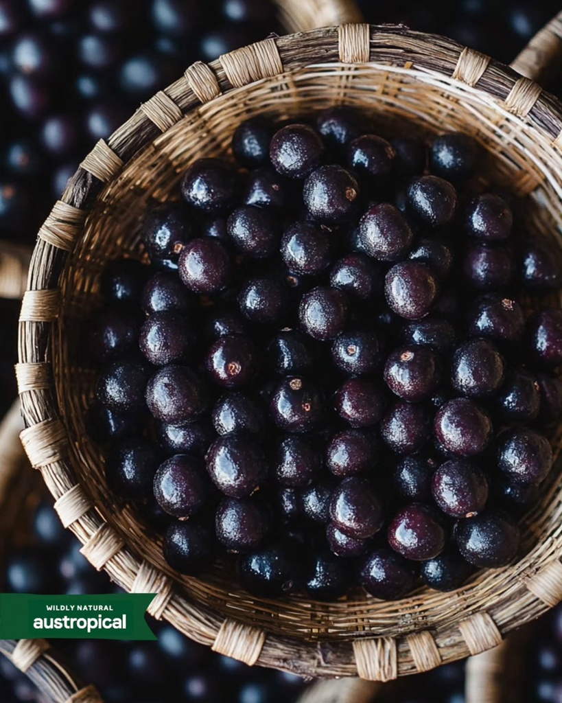 Acai_Berry.jpg